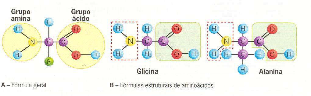 Aminoácidos - Unidade básica de todos os prótidos ( monómeros) - Existem vários tipos de aminoácidos,