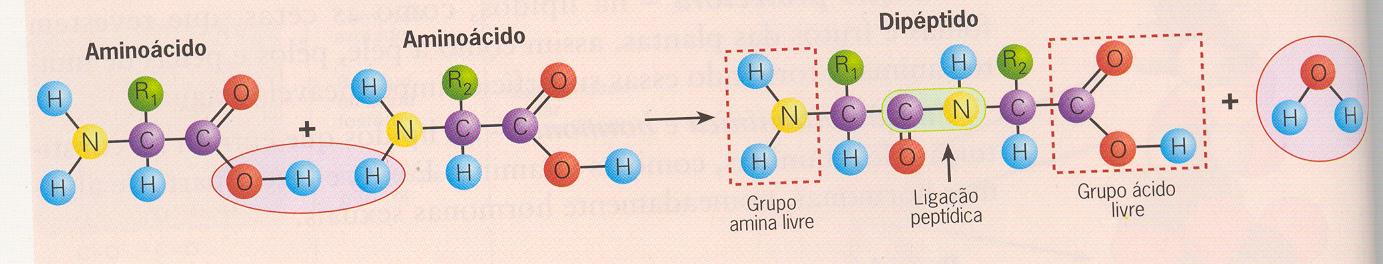 Péptidos - São moléculas formadas pela união de um pequeno grupo de aminoácidos. - As ligações químicas que se estabelecem entre os aminoácidos designam-se ligações peptídicas.
