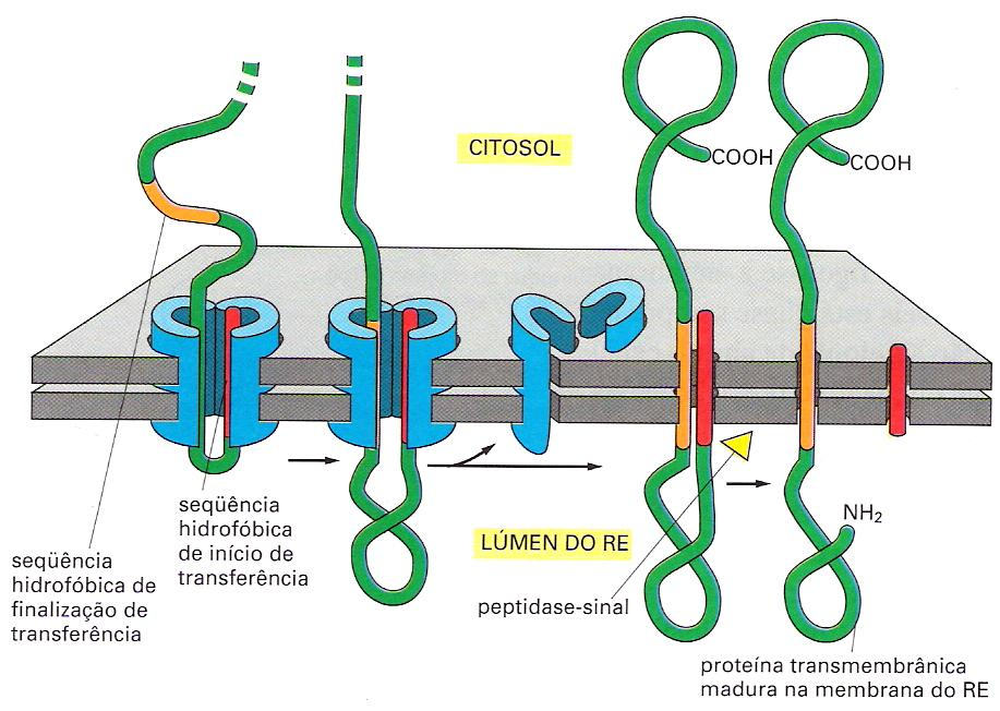 Endereçamento de Proteínas Via secretória