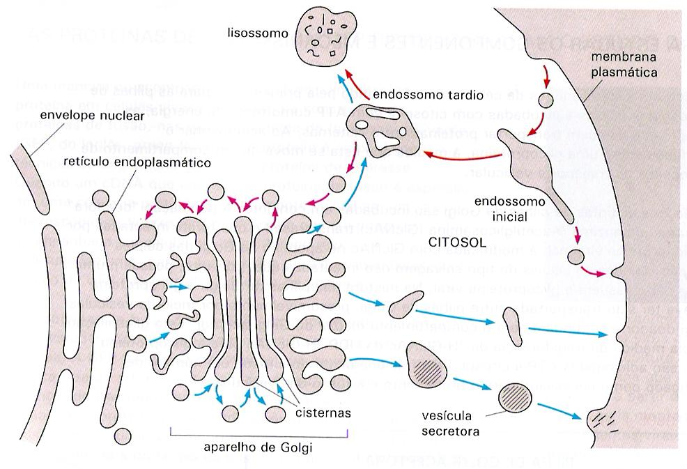 Endereçamento de Proteínas (eucariotos) Via secretória : outros destinos No Complexo de Golgi, as proteínas podem ser: - reencaminhadas para o retículo endoplasmático (sinal extra KDEL) - retidas no