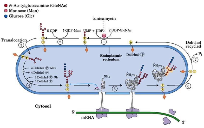 Endereçamento de Proteínas (eucariotos) Via secretória : Glicosilação no RE