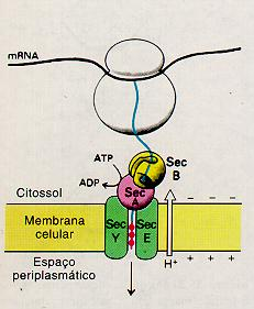 Endereçamento de Proteínas em Procariotos - Citoplasma: sem sinal - Membrana plasmática ou espaço