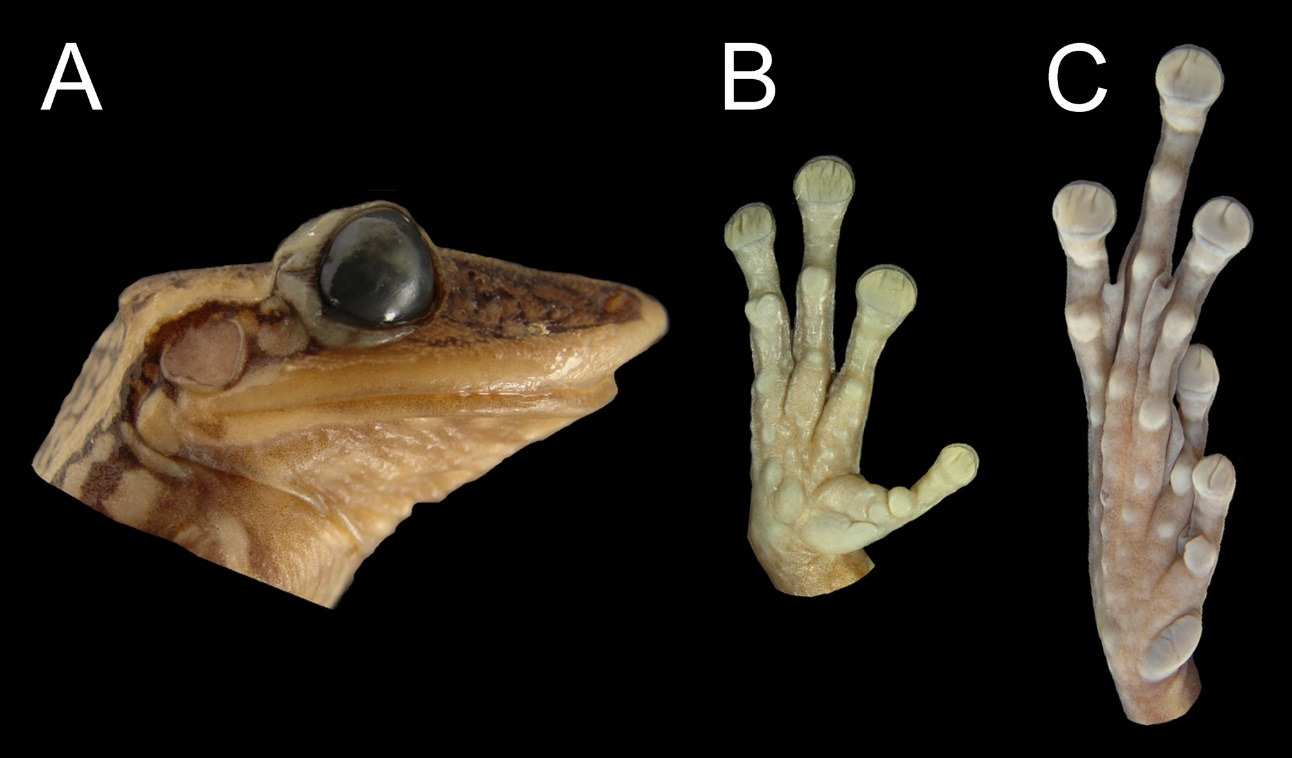 FIGURE 2. Aparasphenodon pomba sp. nov., holotype (MZUFV 10438; SVL 60.5 mm). (A) Lateral view of the head, (B) hand, and (C) foot. Paratopotypes. All collected in the type locality by C.L. Assis, unless otherwise stated.