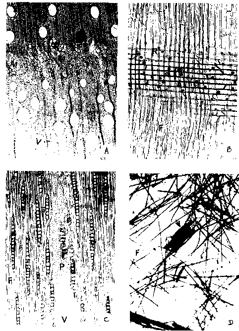72 Nisgoski, Muñiz e Klock FIGURA 2: Fotomicrografias da madeira A) Seção transversal: mácula medular M), poros em disposição tangencial (aumento 50x).