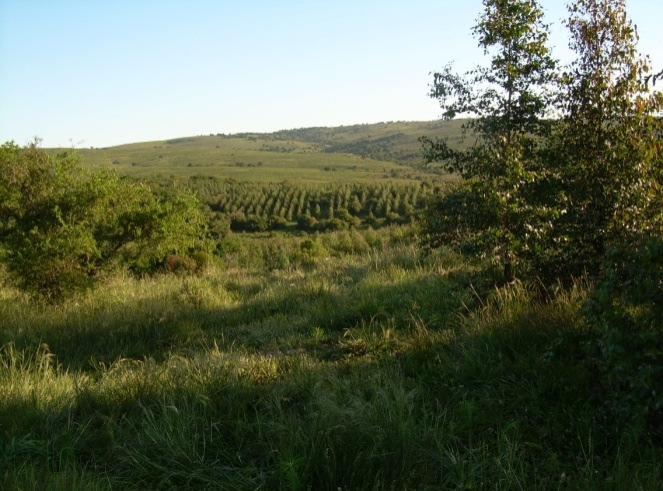 91 hectares e destina-se ao plantio de povoamentos de eucalipto após retirada da pecuária, preparo de solo, adubação e controle de mato-competição.