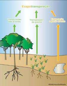 8. COEFICIENTE DE CULTIVO Evapotranspiração de referência - ETo Coeficiente de cultivo - Kc