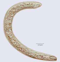 14. NEMATÓIDES Os principais nematóides que ocorrem na cultura do eucalipto são dos gêneros Mesocriconema (mais comum),