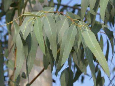 1. CULTURA Eucalipto Nome Científico: Eucalyptus spp.