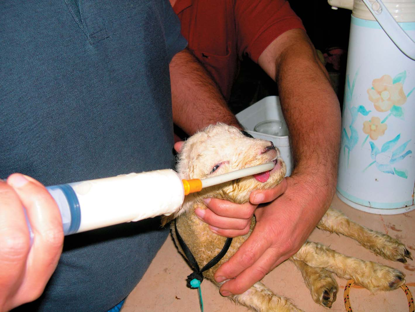 4 Cuidados com cordeiros hipotérmicos Figura 4. Cordeiro recém-nascido recebendo, por sonda estomacal, colostro descongelado.