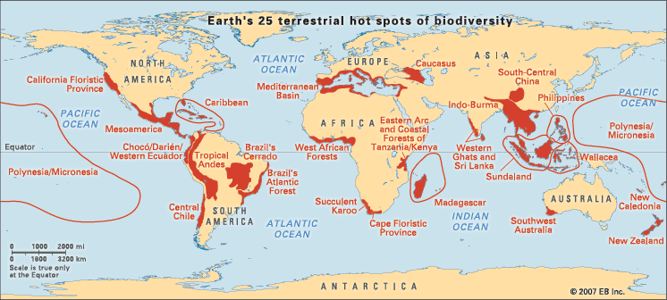 Estudos de padrões globais: - Hotspot e coldspots da diversidade biológica - Comparações entre reinos e regiões biogeográficas - Variações com escala espacial (sp-área e riqueza loca-regional) -