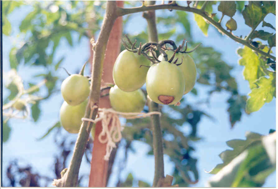 9 3. Distúrbios fisiológicos PODRIDÃO ESTILAR Distúrbio fisiológico causado pela deficiência de cálcio nas plantas, onde os frutos apresentam a parte basal necrosada.