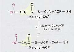 Capitulo 4: Metabolismo dos Lípidos Biossíntese dos ácidos gordos saturados O principal substrato é o acetil- CoA formado na matriz do mitocôndrio por descarboxilação do ácido pirúvico Intermediários