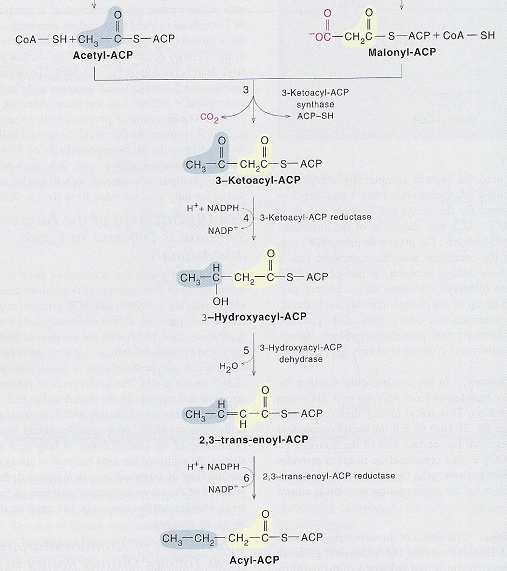 Metabolismo dos Lípidos Biossíntese dos ácidos gordos saturados O principal substrato é o acetil- CoA formado na matriz do mitocôndrio por descarboxilação do ácido pirúvico Formação do malonil-coa
