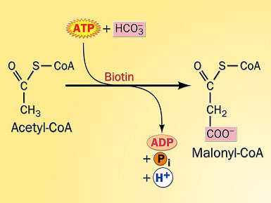 Capitulo 4: Metabolismo dos Lípidos Biossíntese dos ácidos gordos saturados 1ª reacção O substrato é o acetil-coa Há consumo de ATP 1ª reacção da síntese: Carboxilação do acetil-coa, com formação do