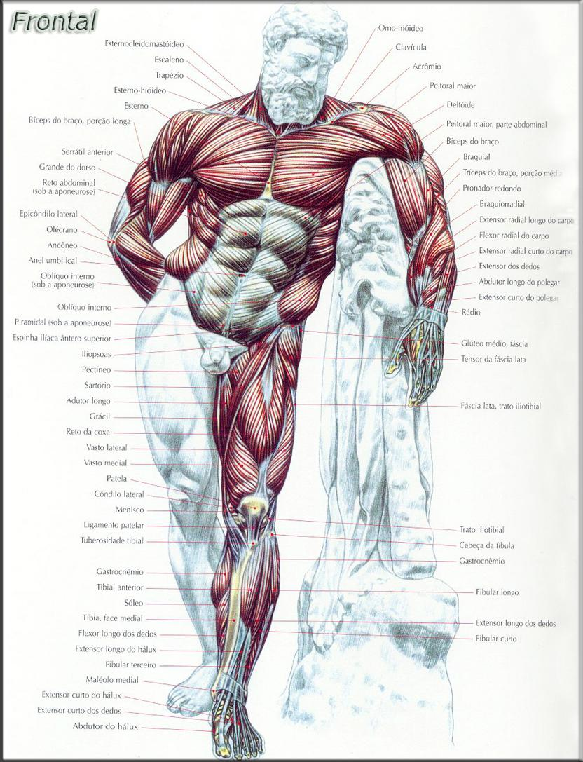 Massa muscular - Nossos músculos consomem bastante energia e a