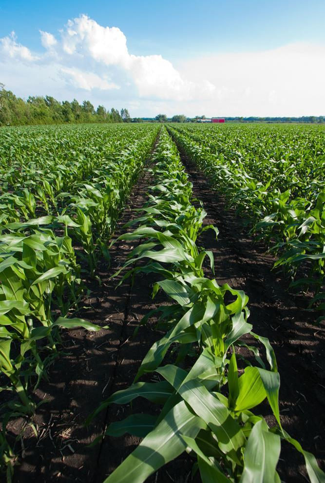 Fertilizantes garantem solos mais ricos e agricultura mais próspera Compostos por nitrogênio (N), fósforo