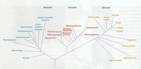 Recentemente, novas investigações sobre a filogenia dos organismos demonstraram que os procariontes apresentavam uma maior diversidade do que se julgava.