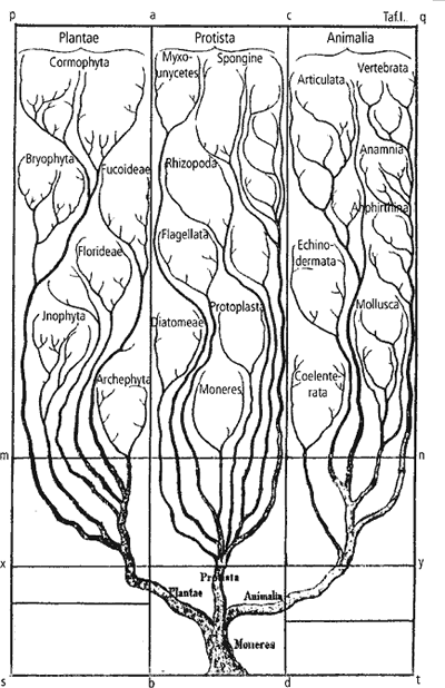 História da Classificação Ernst Haeckel (1834-1919): propôs o