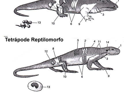 13 Modo de reprodução Desenvolvimento do ovo amniótico (repitilomorfos) Fecundação interna (o