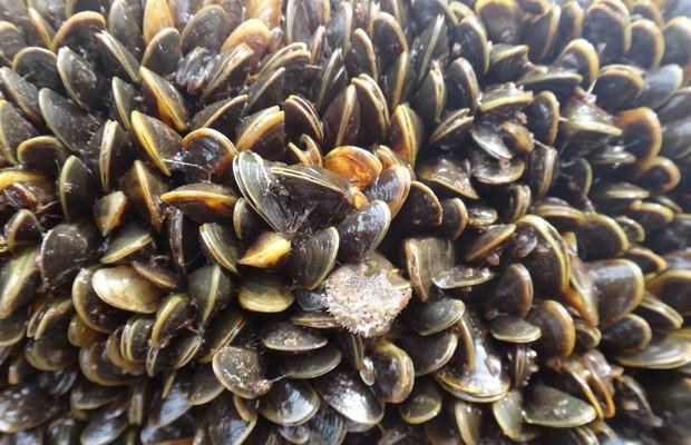 BIVALVES São exclusivamente aquáticos; (Mar e água doce). Muitos vivem enterrados na areia e apresentam pés apropriados para cavar; Os bivalves mais conhecidos são ostras e os mexilhões.