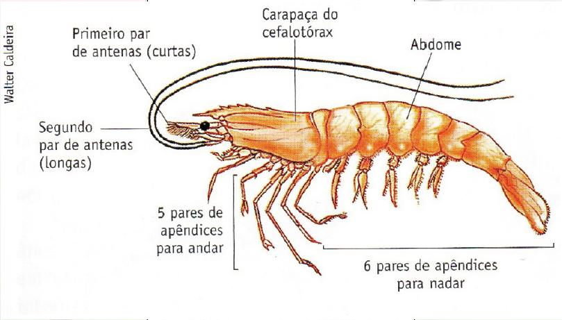 Anatomia