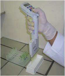 Procedimento da Embrapa Milho e Sorgo para Extração de DNA de Tecido Vegetal em 15 Figura 13. Uso da pipeta multicanal eletrônica. - Tampar os tubos e as placas.