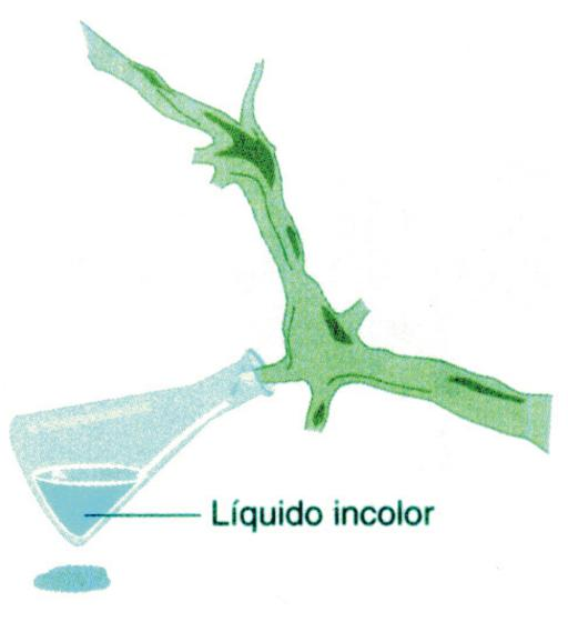 a) sangue, glândulas e ossos. b) sangue, ossos e vasos sangüíneos. c) vasos sangüíneos, sangue e ossos. d) sangue, vasos sangüíneos e glândulas. Gramas de água Transpiração Absorção 2.