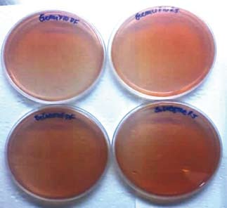 Figura 4. Resultados negativos da reação de Fiehe, apresentados pelas amostras de méis comercializadas no Rio de Janeiro e Distrito Federal.