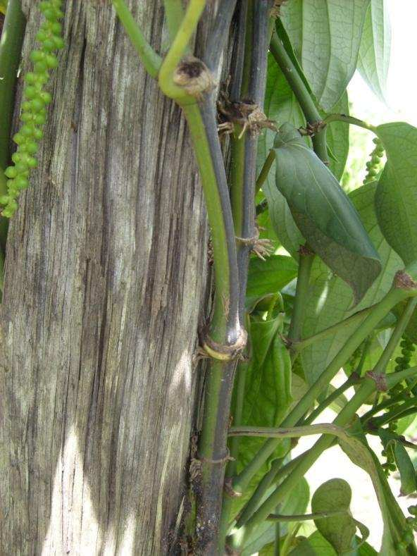 Célia Tremacoldi Figura 6- Sintomatologia típica da presença de Fusarium oxysporum nos ramos da cultivar Guajarina, que mostram-se metade verdes e metade enegrecidos, pela necrose dos tecidos. 2.3.