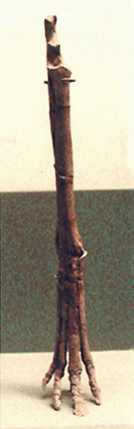 Figura 1 Ossada de dígito de Hyracotherium O membro continha músculos que se estendiam até à sua extremidade e terminava numa almofada palmar/plantar que suportava o peso do animal na totalidade e