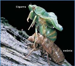 Filo Arthropoda (Artrópodes) Características Gerais: Aspectos gerais da Fisiologia - Crescimento: como é possível com um exoesqueleto rígido envolvendo o corpo?