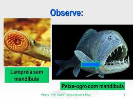 GNATOSTOMADOS Mandíbula: estrutura óssea ou cartilaginosa,