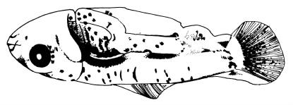 19 3.3. Larvas com barbilhões, com pigmentação no corpo Ct= 7.7 a 8.1mm. Barbilhões maxilares e mentonianos bem desenvolvidos. Sem vitelo. Bexiga natatória com melanóforos na superfície dorsal.