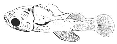 20 4.1.2. Ct= 10,6 a 14,7, comprimento pré-anal de 59 a 63% do Ct. Cabeça bastante pigmentada. Pequenos melanóforos espalhados na região dorsal do corpo e acompanhando os raios nas nadadeiras.