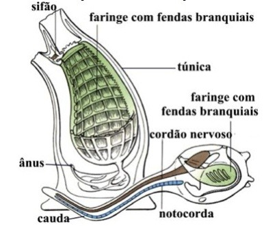 ASCÍDIA P