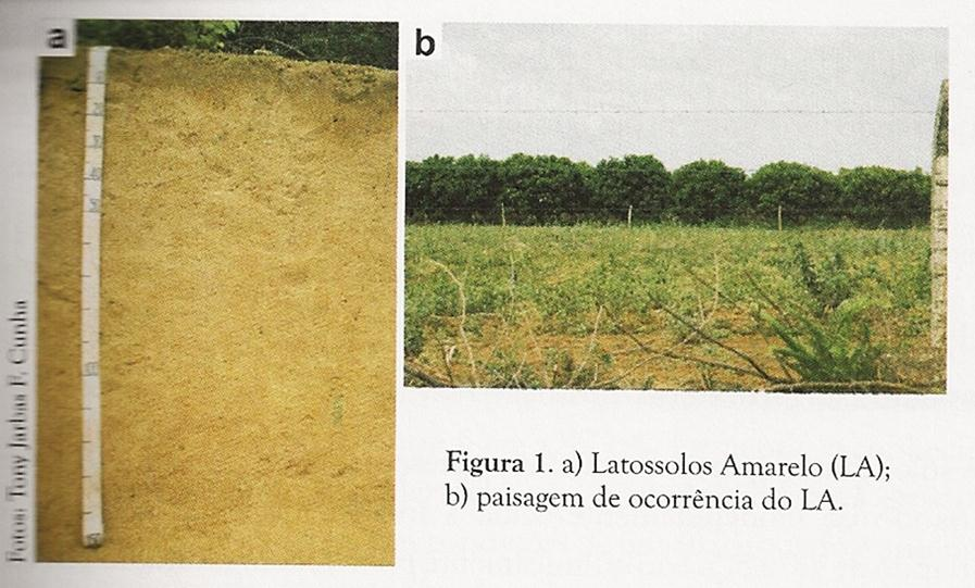 Principais solos irrigados no Submédio SF (Cunha et al.