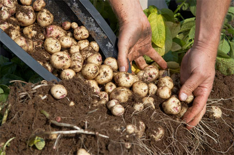 Origem da civilização Associada à produção suficiente de comida (plantio de sementes