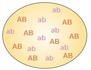24 A B Figura 1 Considere dois marcadores, A e B e eles encontram-se no mesmo cromossomo. A tem os alelos A e a, e B tem os alelos B e b. Sendo que quatro haplótipos são possíveis (AB, Ab, ab, ab).