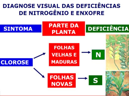 Sinais de deficiência de S - 1º sinais nas folhas mais NOVAS (clorose). Oliveira et al.