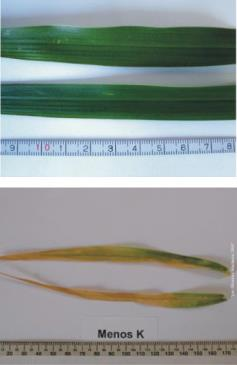 Sinais de deficiência de K - 1º sinais nas folhas mais velhas; Potássio Faixa de teor adequado: - Coloração parda seguida de necrose apical e marginal das folhas.