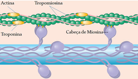 A membrana plasmática da célula muscular fica abaixo da lamina externa e é denominada de sarcolema, enquanto e o citoplasma de sarcoplasma.
