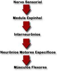Reflexo FUNÇÃO MOTORA SOMÁTICA O arco reflexo é uma via onde um sinal é conduzido por um receptor até o SNC e este sinal é devolvido de volta ao órgão efetor da via motora.