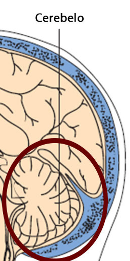 Os movimentos da cabeça geram um estímulo dos receptores do aparelho vestibular, este será transmitido ao cerebelo e aos núcleos vestibulares, que se localizam no tronco cerebral.