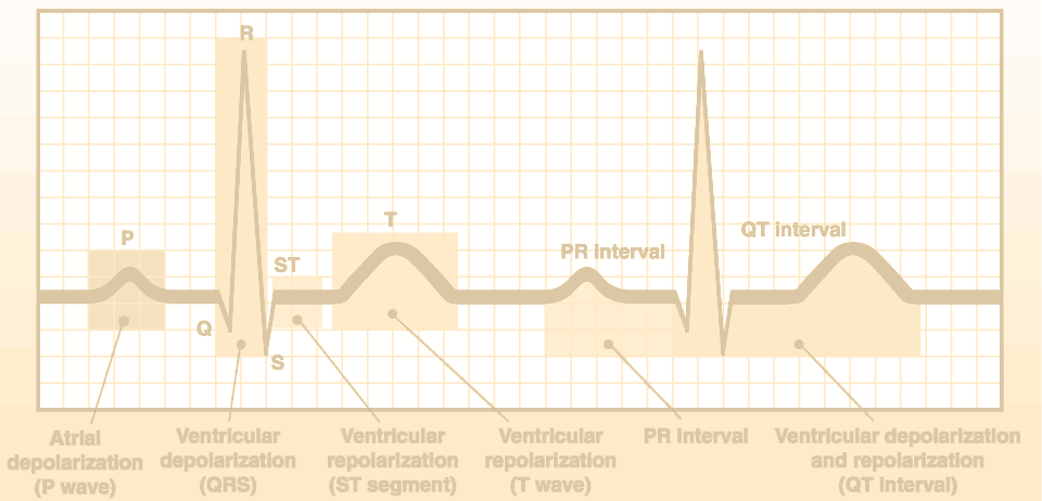 FASES DO ECG DE REPOUSO 17 CICLO CARDÍACO Eventos que ocorrem entre 2 batimentos consecutivos (sístole a sístole) Diástole fase de relaxamento