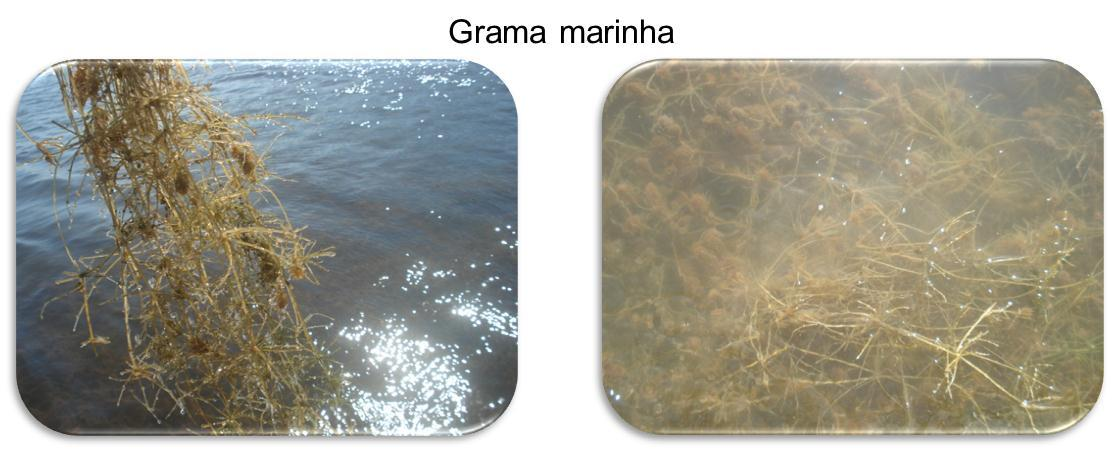 diatomáceas Coscinodiscus, Cyclotella, Pleurosigma e Thalassiosira e da Euglenofícea Euglena sp, assim como a ocorrência de fitoflagelados e bactérias; - Destaca-se a contribuição de 89% das