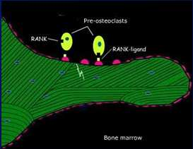 Estrutura do osso Anatomia microscópica Periósteo Anatomia microscópica Osso esponjoso Osteócitos incluídos nas lacunas Lamelas arranjadas de acordo com as linhas de tensão Anatomia microscópica Osso