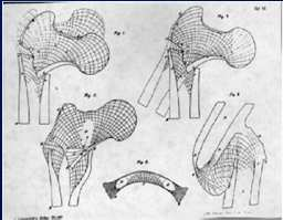 "In the 19th century, surgeon Julius Wolff proposed that mechanical stress was responsible for determining the architecture of bone..." (Forwood & Turner, 1995, p. 197). "Remodeling of bone.