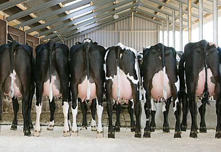 Se a vaca possui persistência de produção consegue, estender a lactação quando o IP é ampliado e produz mais leite, mas a média cai Vaca de 4.