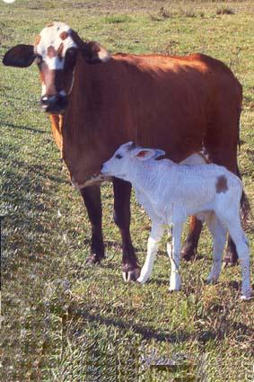 Geração de receita com vacas de baixa persistência de produção Produção / lactação 2.