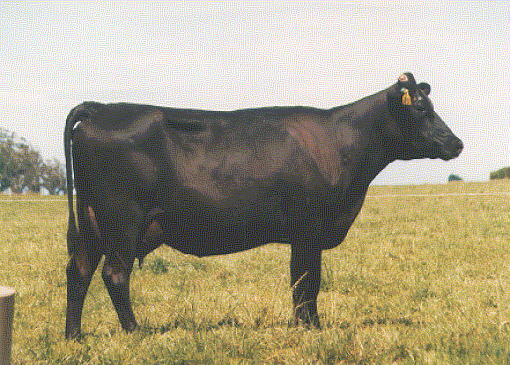 Características de uma boa vaca Persistência de produção Reprodução regular Produção por lactação Valor do animal Contribuição efetiva